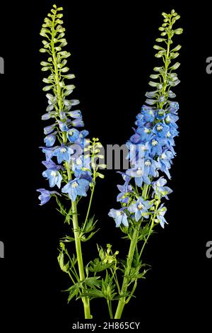 Inflorescence of blue delphinium flowers, lat. Larkspur, isolated on black background Stock Photo
