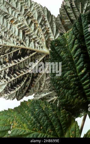 RUST ON RASPBERRY (PHRAGMIDIUM RUBI-IDAEI) A FUNGAL DISEASE WHICH APPEARS AS POWDERY PUSTULES ON THE UPPER SURFACE OF YOUNG LEAVES. Stock Photo