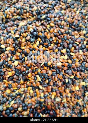 Macrotyloma uniflorum.Horse gram. Kulthi bean, Hurali, Madras gram. It is a legume native to tropical southern Asia. Stock Photo