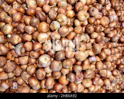 Onion. Allium cepa. It is also known as the bulb onion or common onion is a vegetable that is the most widely cultivated species of the genus Allium. Stock Photo