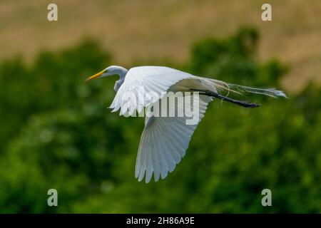 great Egret, Ardea alba, flying with green trees in the background. Remnants of breeding plummage