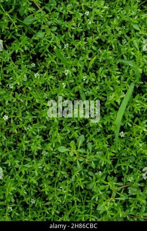Heath Bedstraw or Galium saxatile is a plant species of the genus Galium. This plant particularly favours heathland, moorland and dry, low-nutrient gr Stock Photo