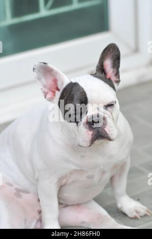 dog or french bulldog, French bulldog or old dog or sleepy french bulldog in blur background Stock Photo