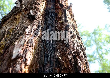 Cobweb in the bark of a coniferous tree. Stock Photo