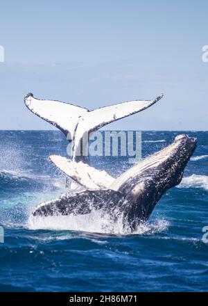 Humpback whale calf photobombs in front of its mother. Stock Photo