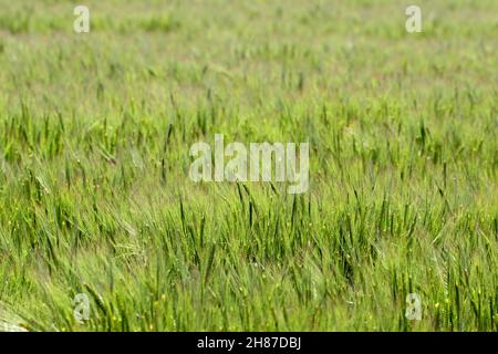 Barley field in sunset time,Barley grain is used for flour, barley bread, barley beer, some whiskeys, some vodkas, and animal fodder. Stock Photo