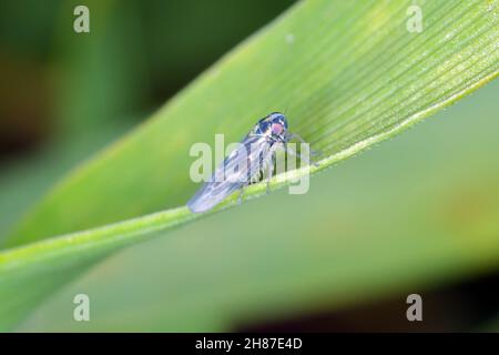 Leafhopper Macrosteles laevis on winter cereals. A dark color form that appears on cereals in autumn.
