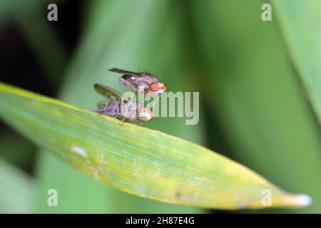 The genus Geomyza of the family Opomyzidae. Are phytophagous insects. In the photo, flies on cereals. Stock Photo
