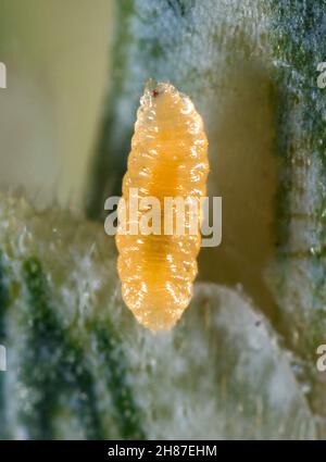 Larva of wheat fly Contarina (Contarinia; formerly Cecidomyia) tritici ...