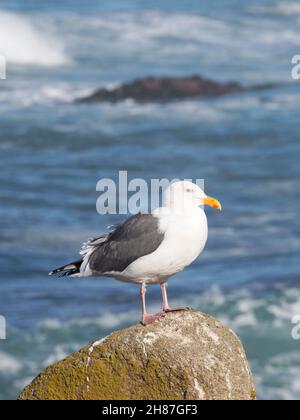 Pacific Grove, California, USA. Portrait of a western gull, Larus occidentalis, standing on boulder beside the Pacific Ocean near Point Pinos. Stock Photo