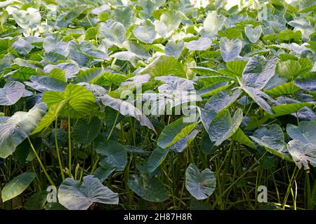 rich green nature on the azores island sao miguel Stock Photo