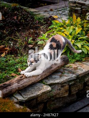 Stray female cat stretching paws, photo of young female tabby cat Stock Photo