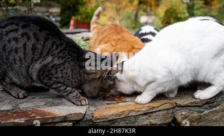 Group of stray cats eating, close photo of few cats eating dry cat food Stock Photo