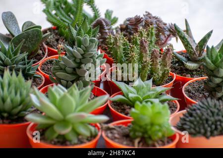 Collection of several different cacti on a windowsill. Photographed in Israel in January Stock Photo