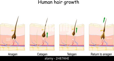 Hair Growth Cycle Follicle Anatomy Anagen Phase, Hair