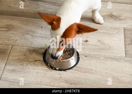 dog jack Russell eats from a bowl, at home.  Stock Photo