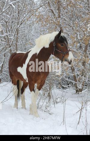 Beautiful paint vanner draft horse in winter snow park Stock Photo