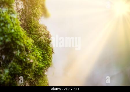 Forest of Spruce Trees Illuminated by Sunbeams through Fog, Moss Covered Forest Floor Stock Photo
