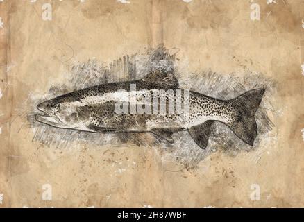 Digitally enhanced image of a side view of a trout Stock Photo
