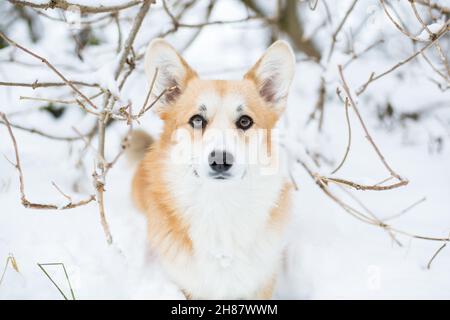 Welsh Corgi Pembroke, portrait in the snow Stock Photo