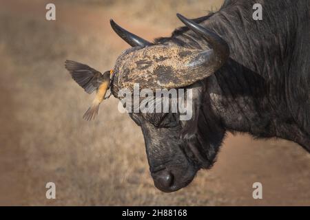 Red-billed oxpecker landing on the Cape buffalo's horns, Greater Kruger. Golden light.