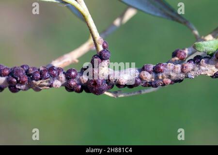 The black scale, Saissetia oleae (Hemiptera: Coccidae) on the olive tree, is an important pest of citrus and olive trees. Stock Photo