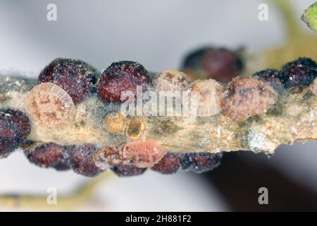 The black scale, Saissetia oleae (Hemiptera: Coccidae) on the olive tree, is an important pest of citrus and olive trees. Stock Photo