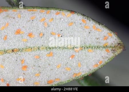 Larvae of black scale, Saissetia oleae (Hemiptera: Coccidae) on the olive tree, is an important pest of citrus and olive trees. Stock Photo