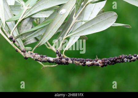 The black scale, Saissetia oleae (Hemiptera: Coccidae) on the olive tree, is an important pest of citrus and olive trees. Stock Photo