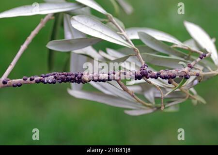 The black scale, Saissetia oleae (Hemiptera: Coccidae) on the olive tree, is an important pest of citrus and olive trees. Stock Photo