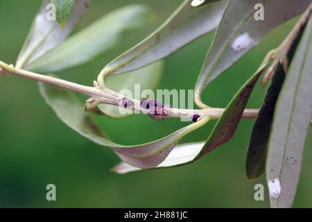 The black scale, Saissetia oleae (Hemiptera: Coccidae) on the olive tree, is an important pest of citrus and olive trees. Stock Photo