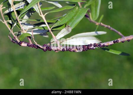 The black scale, Saissetia oleae (Hemiptera: Coccidae) on the olive tree, is an important pest of citrus and olive trees. Stock Photo