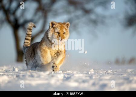 The tiger cub enjoys the freshly fallen snow. Stock Photo