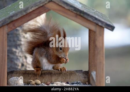 Squirrel sitting in the park on a tree and snowing. Stock Photo