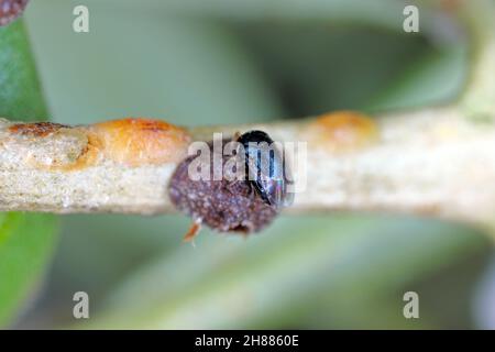 Scutellista caerulea (Pteromalidae) is an important, common biological control agent of scales (Hemiptera: Coccidae). Stock Photo