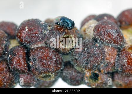 Scutellista caerulea (Pteromalidae) is an important, common biological control agent of scales (Hemiptera: Coccidae). Stock Photo