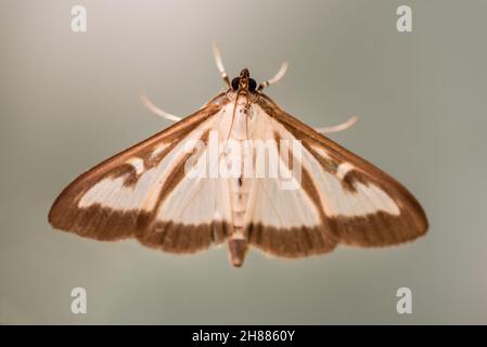 Cydalima perspectalis - Box Tree Moth overhead shot. August, 2021 Stock Photo