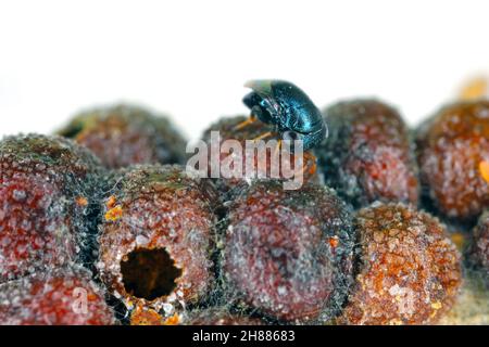 Scutellista caerulea (Pteromalidae) is an important, common biological control agent of scales (Hemiptera: Coccidae). Stock Photo