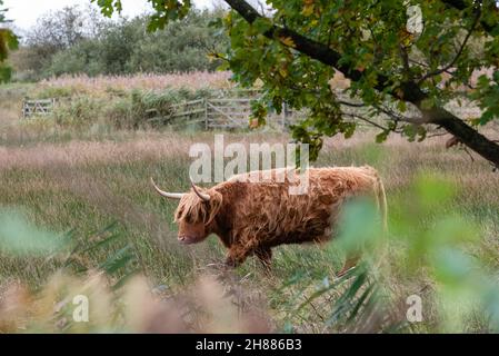 Bos taurus taurus - Highland cattle grazing on Strumpshaw marshes xiv. Strumpshaw, November 2021 Stock Photo