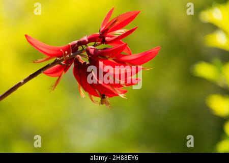 Indian coral tree flowering in summer Stock Photo