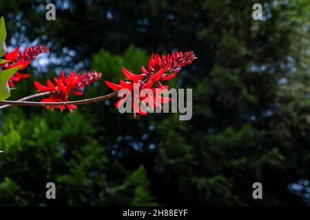 Indian coral tree flowering in summer Stock Photo