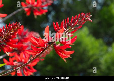 Indian coral tree flowering in summer Stock Photo