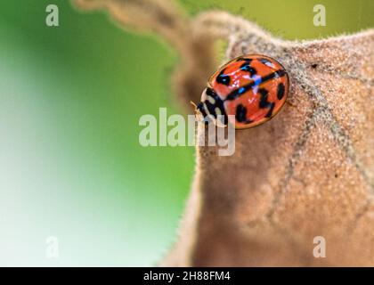 A ladybug on a dry leaf resting Stock Photo