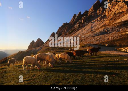 Schafe auf der Weide, Dolomiten, Dolomiti, Trentino, Südtirol, Italien,  Berge mit Schafen am Alpenpass Grödnerjoch