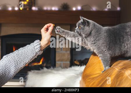 Woman giving pet food snack to her cute british shorthair cat at cozy home interior. Christmas lights and fireplace as background. domestic ca Stock Photo
