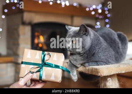 Woman giving gift box to her british shorthair cat. Enjoying christmas holiday at home interior, domestic cat looking to wrapped christmas present Stock Photo