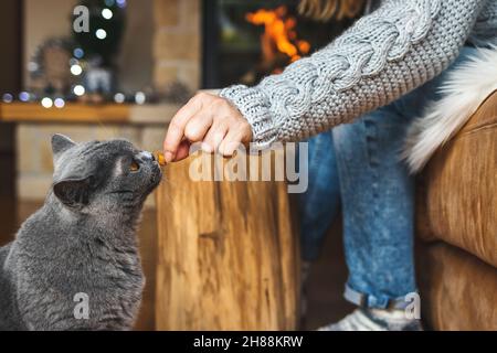 Woman giving pet food snack to her cute british shorthair cat at cozy home interior. Feeding purebred domestic gray cat Stock Photo