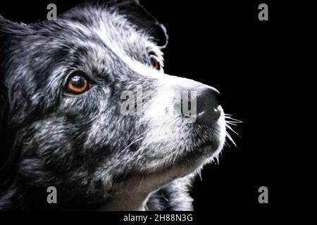 an older border collie waiting attentively Stock Photo