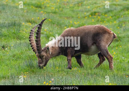 Alpine Ibex grazing on the meadows above the Kaiser-Franz-Josefs Höhe on the Grossglockner Alpine Road, Carinthia, Austria Stock Photo