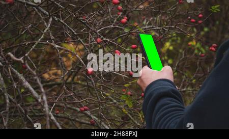 Holding a phone with a green screen to identify plants. Smart solution to identify the flora plants. Selective focus on the hand and phone Stock Photo